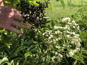 Elderberries and Flowers